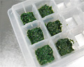 水菜を製氷皿で冷凍
